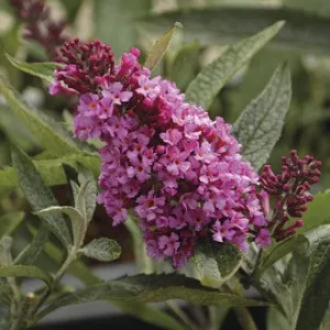 Buddleja Buzz Candy Pink Flower Plants