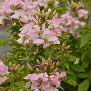 Cleome Senorita Carolina Flower Plants