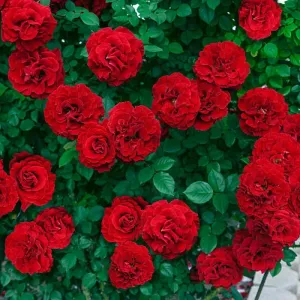 Lady In Red™ Climbing Rose