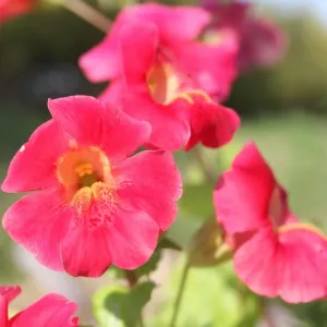 Mimulus cupreus | Red Emperor