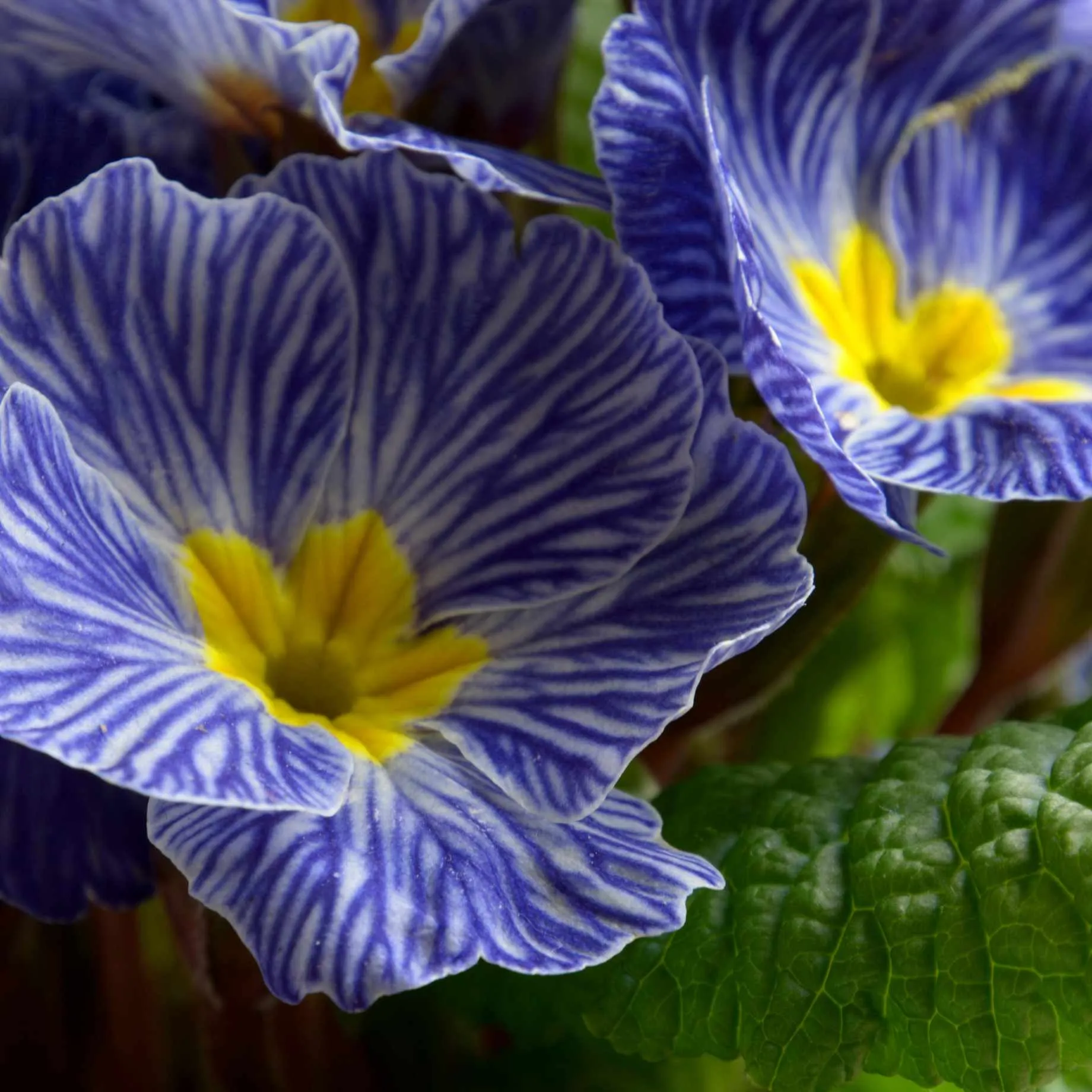 Primrose Zebra Blue | Primula Acaulis