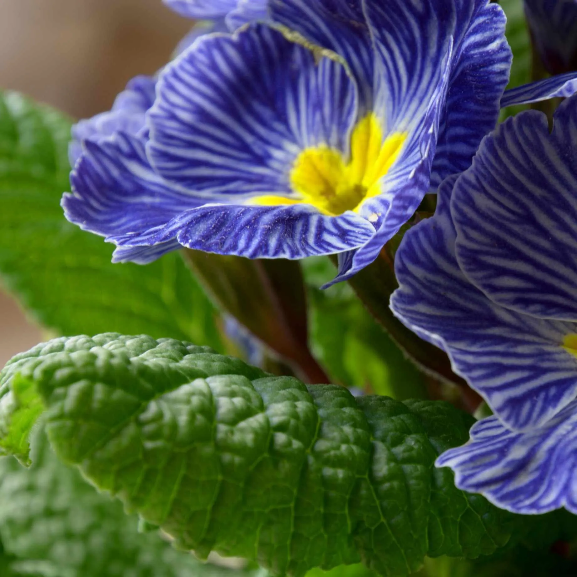 Primrose Zebra Blue | Primula Acaulis