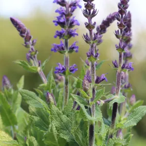 Salvia 'Merleau Blue'