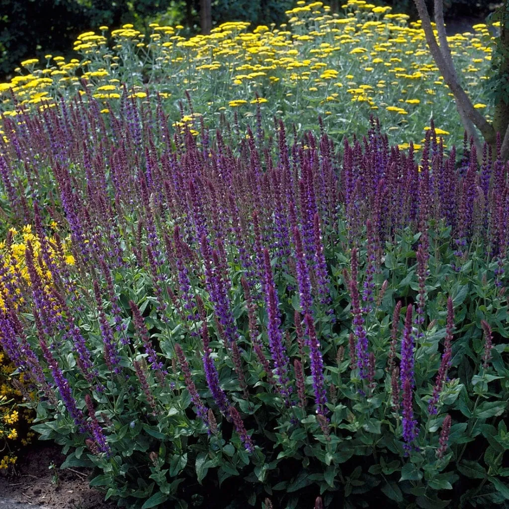 Salvia 'Merleau Blue'