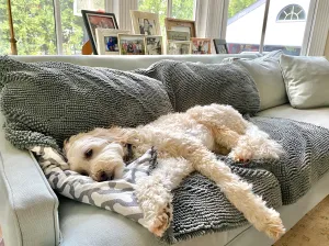 Soggy Doggy Sofa Snuggler Blanket