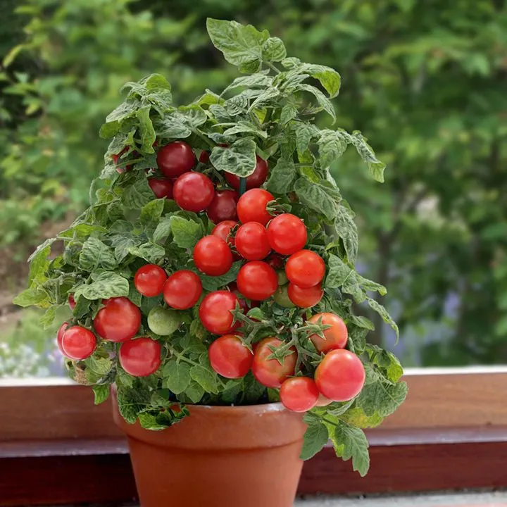 Sweet n Neat Scarlet Tomato - Container Cherry Tomatoes - Lycopersicon Esculentum - 5 Seeds