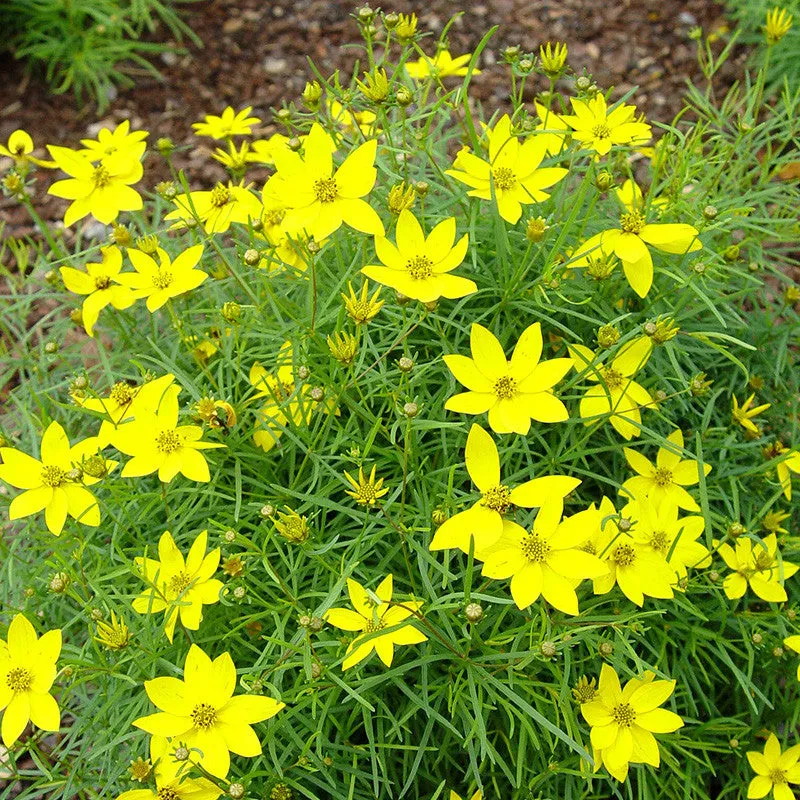 Zagreb Coreopsis